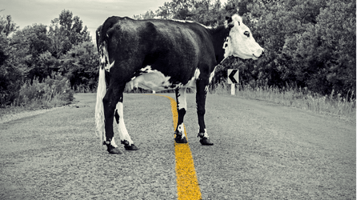 cow blocking the road with yellow stripe