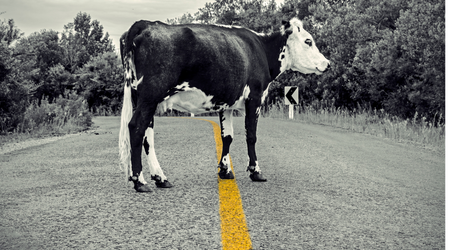 cow clocking the road with yellow stripe