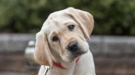 confused yellow lab puppy